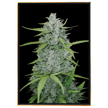 Sweet Dwarf autofiorente - semi di cannabis