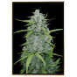 Sweet Dwarf autofloreciente - semillas de cannabis