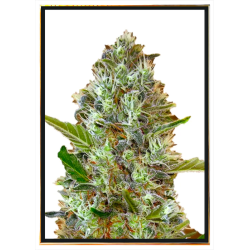 Somango semi di cannabis – spedizione rapida in tutto il mondo
