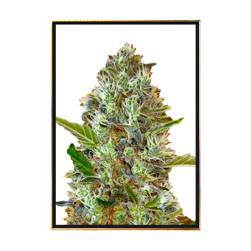 Somango autofloraison - graines de marijuana autofloraison