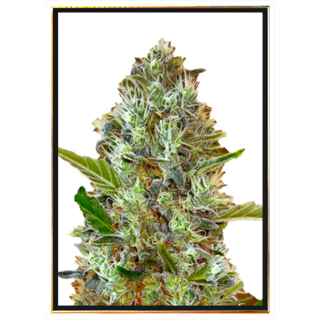 Somango autofiorente - semi di marijuana autofiorenti