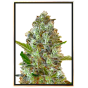 Somango automatic - automatic marijuana seeds