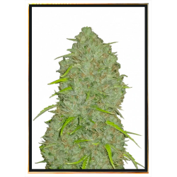 Jack Herer graines de cannabis – livraison mondiale rapide