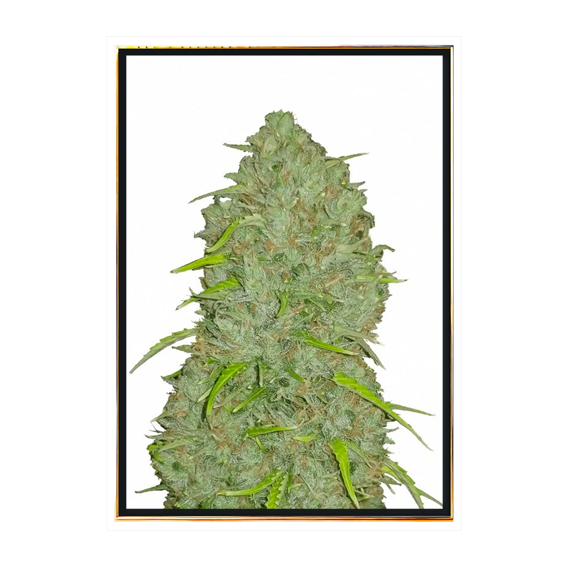 Jack Herer автоцветущие оптовые семена марихуаны