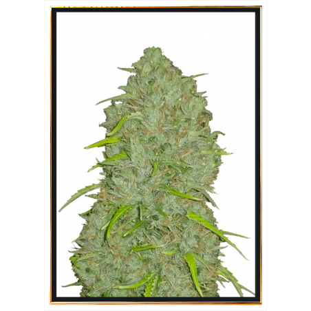 Jack Herer semillas de cannabis – envío mundial, mayorista