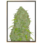 Jack Herer graines de cannabis autofloraison en gros Jack Herer graines de cannabis autofloraison en gros