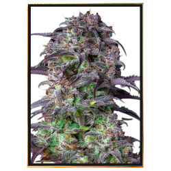 Semillas de cannabis Blueberry – entrega rápida mundial