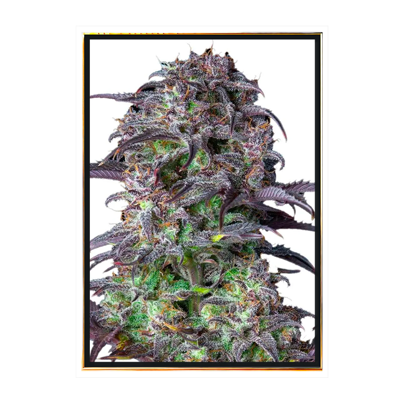Blueberry automatic – cannabis seeds Blueberry automatic – cannabis seeds