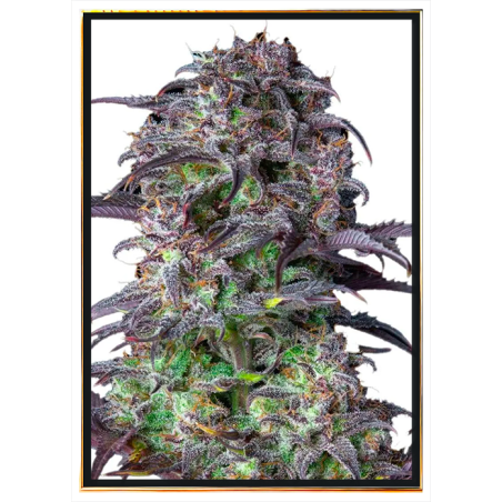 Semillas de cannabis Blueberry – entrega rápida mundial