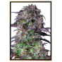 Blueberry automatic – cannabis seeds Blueberry automatic – cannabis seeds