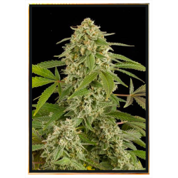 White Widow List nasiona konopi – szybka wysyłka na cały świat
