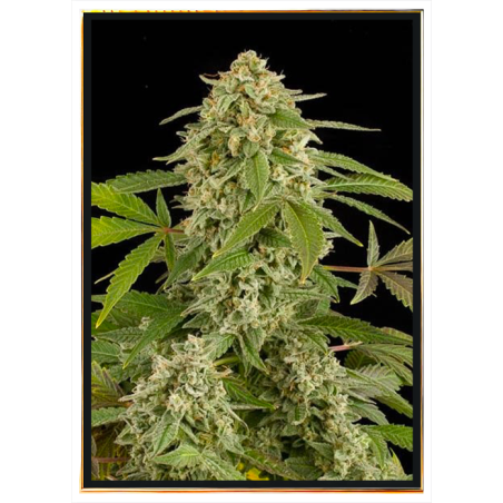 White Widow List autofloreciente - semillas de marihuana