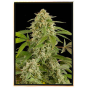 White Widow List autofiorente - semi di marijuana White Widow List autofiorente - semi di marijuana