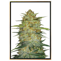 OG Kush семена конопље – испорука широм света