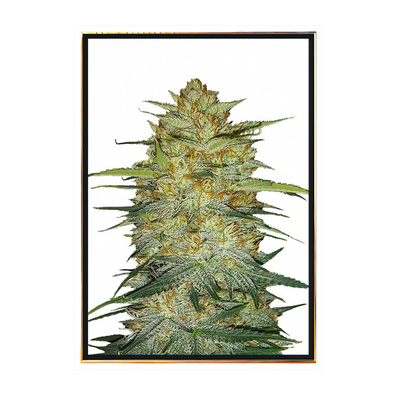 OG Kush автоцветущий – автоматические семена марихуаны