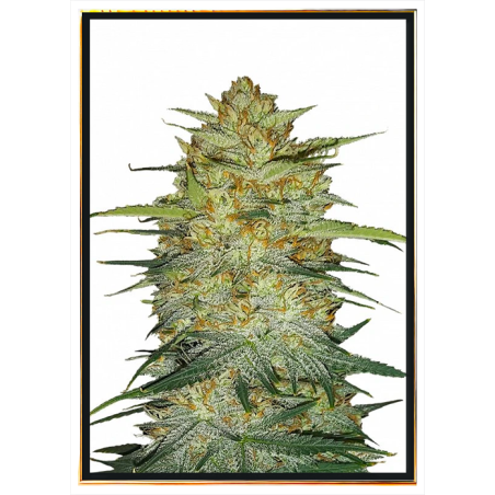 OG Kush autofiorente – semi di marijuana automatici