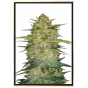 OG Kush autofiorente – semi di marijuana automatici OG Kush autofiorente – semi di marijuana automatici