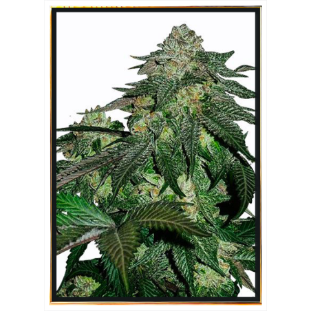 Magnum Plus semillas de cannabis – envío internacional rápido