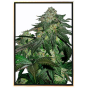 Magnum Plus autofiorente – semi di cannabis all’ingrosso Magnum Plus autofiorente – semi di cannabis all’ingrosso