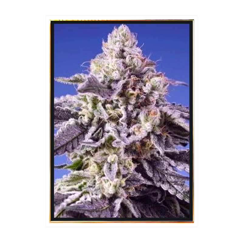 Moby Orka automatic – wholesale marijuana bulk seeds