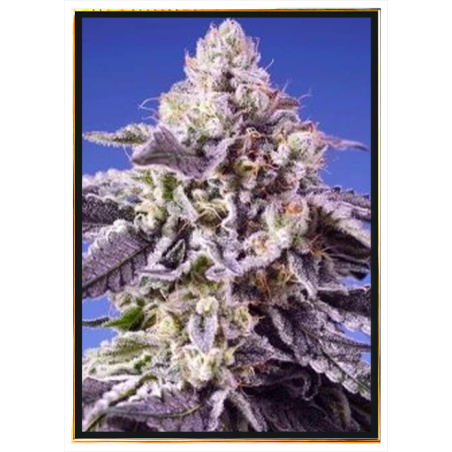 Moby Orka autofiorente – semi di marijuana all’ingrosso
