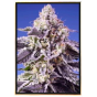 Moby Orka automatic – wholesale marijuana bulk seeds