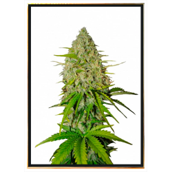 Grapefruit autoflowering semena konopí – rychlé doručení po celém světě