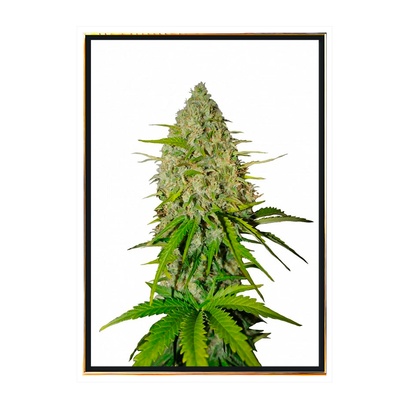 Grapefruit autofloreciente – semillas de cannabis autoflorecientes