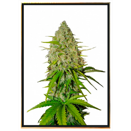 Grapefruit autoflowering nasiona konopi – wysyłka na cały świat