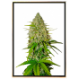 Grapefruit Autoflowering – selbstblühende Cannabissamen Grapefruit Autoflowering – selbstblühende Cannabissamen