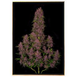 Crystal Meth autoflowering nasiona konopi – dostawa na cały świat
