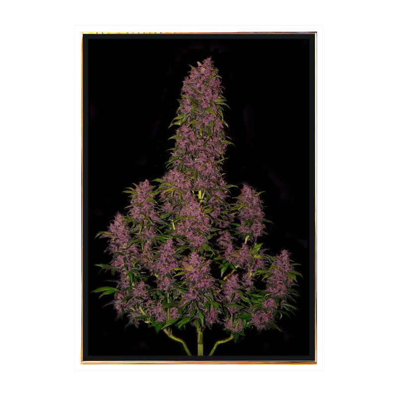 Crystal Meth autofiorente semi di marijuana