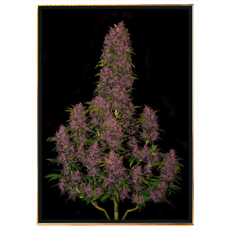 Crystal Meth autoflowering semena konopí – doručení po celé planetě