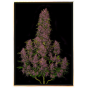Crystal Meth Autoflowering Marihuanasamen Crystal Meth Autoflowering Marihuanasamen