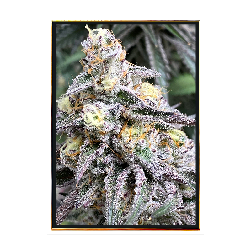 Cream Candy Autoflowering Bulk Cannabissamen