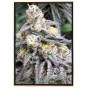 Cream Candy Autoflowering Bulk Cannabissamen