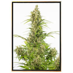 White Widow CBD automatique graines de cannabis – livraison mondiale