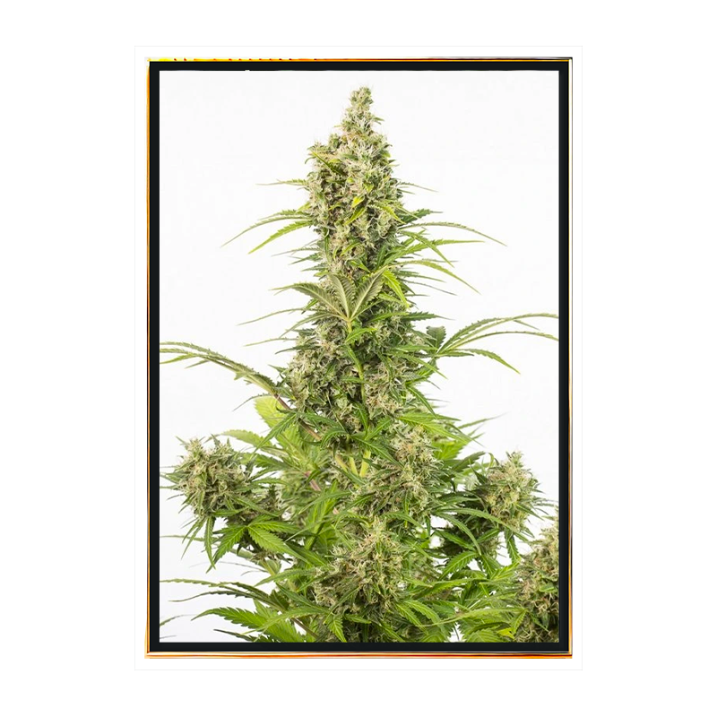 White Widow CBD autofloreciente semillas de cannabis White Widow CBD autofloreciente semillas de cannabis