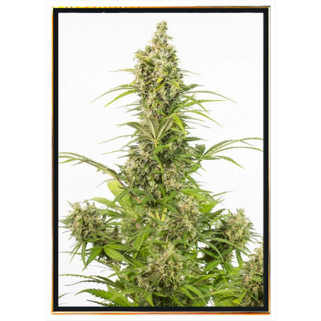 White Widow CBD autofiorente semi di cannabis