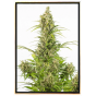 White Widow CBD automatique graines de cannabis White Widow CBD automatique graines de cannabis