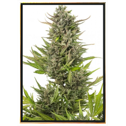 Critical autofiorente semi di cannabis – spedizione globale
