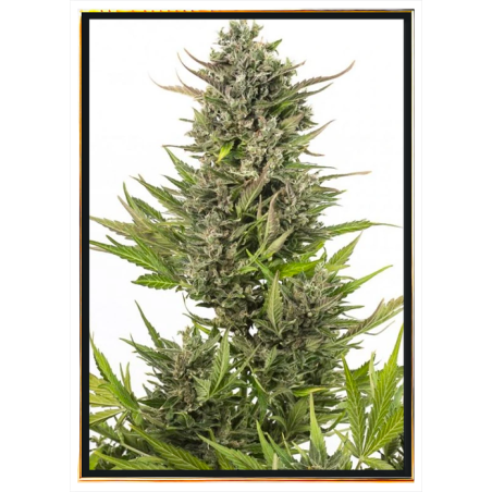 Critical autofloreciente semillas de cannabis – envío global