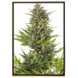 Critical Automatic – autoflowering cannabis seeds
