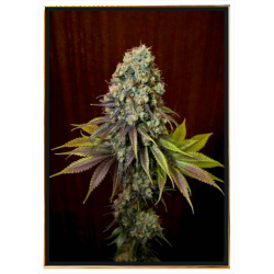 Blue Hash autoflowering semena konopí – doručení po světě