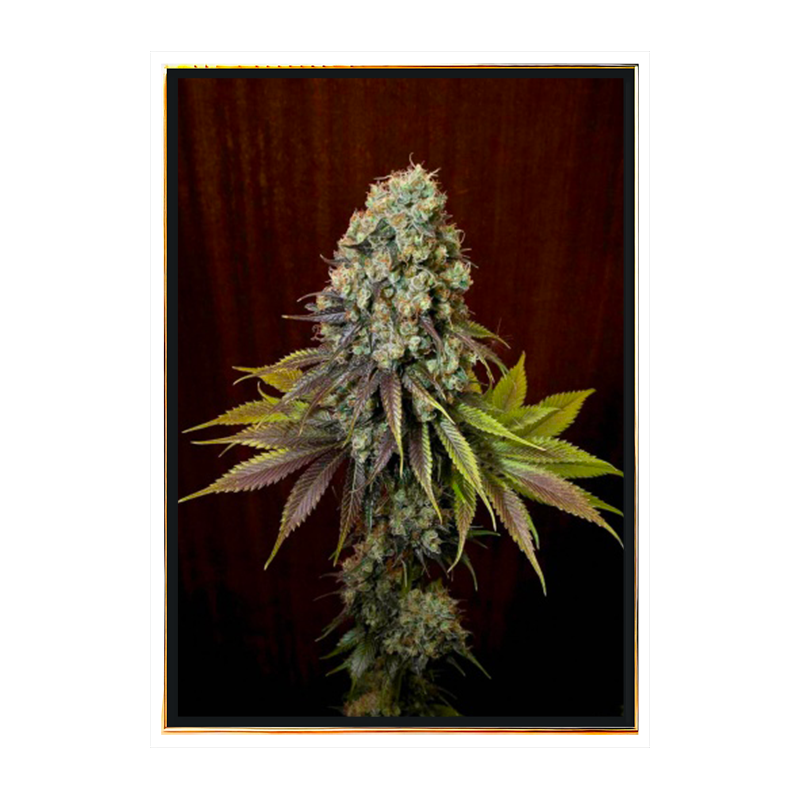 Blue Hash autoflowering – automatyczne nasiona konopi