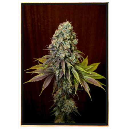 Blue Hash autoflowering nasiona konopi – dostawa globalna