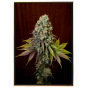 Blue Hash autofiorente – semi di cannabis autofiorenti Blue Hash autofiorente – semi di cannabis autofiorenti