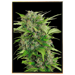 AK-47 Autoflowering Cannabissamen – weltweiter Versand