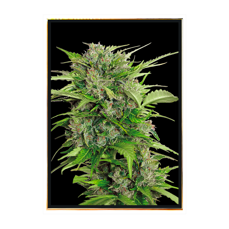 AK-47 Automatic – autoflowering bulk cannabis seeds