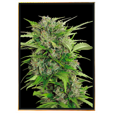 AK-47 autofiorente – semi di cannabis autofiorenti all’ingrosso